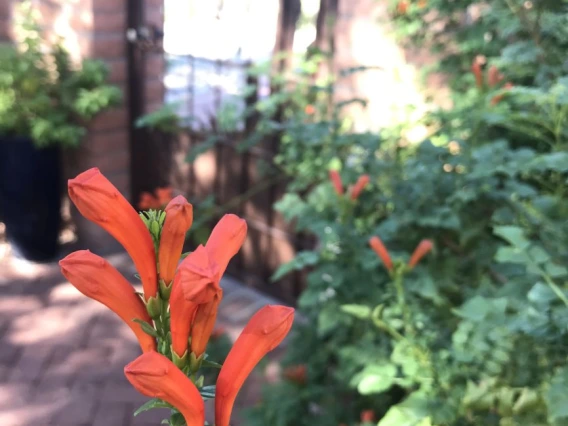 Tecoma capensis