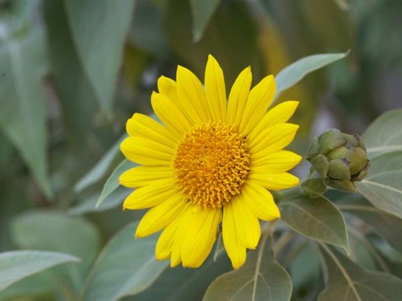 Tithonia frutescens