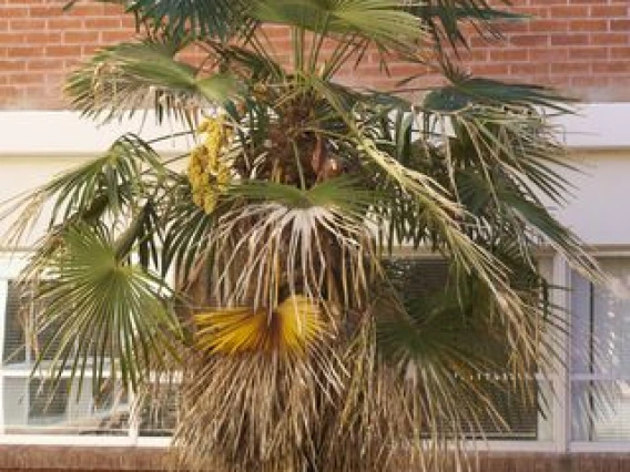 palm