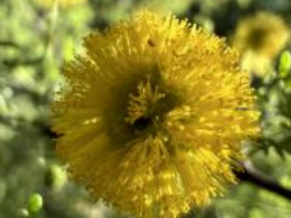 Acacia constricta