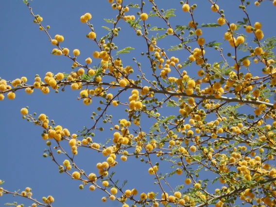 Acacia farnesiana