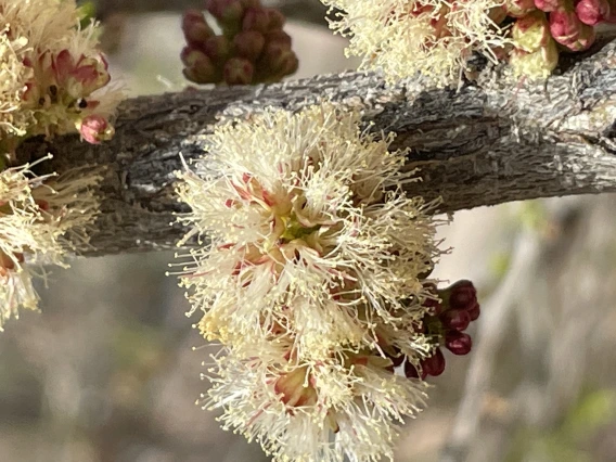 Senegalia mellifera