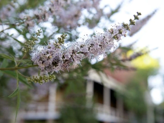 Vitex angus castus at Old Main