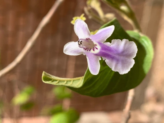Vitex mollis