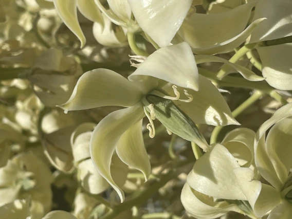Yucca rigida