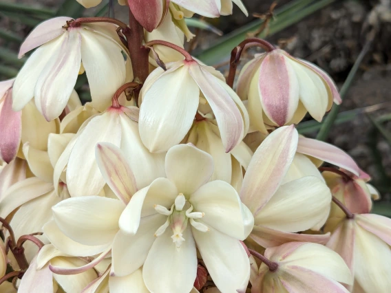 Yucca rostrata