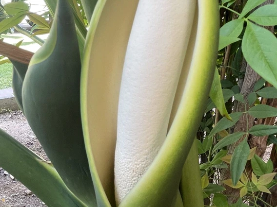 Thaumatophyllum bipinnatifidum