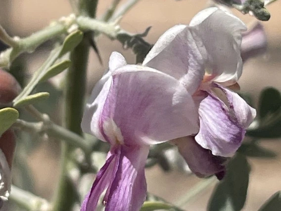 Olneya tesota