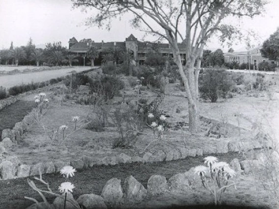 1932. Cactus garden with Night-blooming Cereus (Peniocereus greggii) on east side of Old Main.