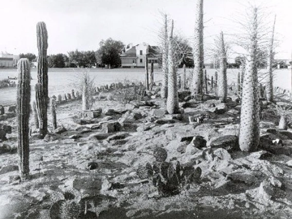 1932. Early collection of Boojum trees (Fouquieria columnaris) in the current Krutch Garden. Former Student Health building to South.