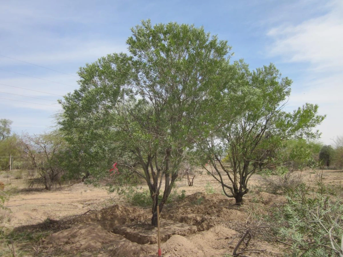 Vachellia pruinocarpa with the initial trench delineated before boxing begins.