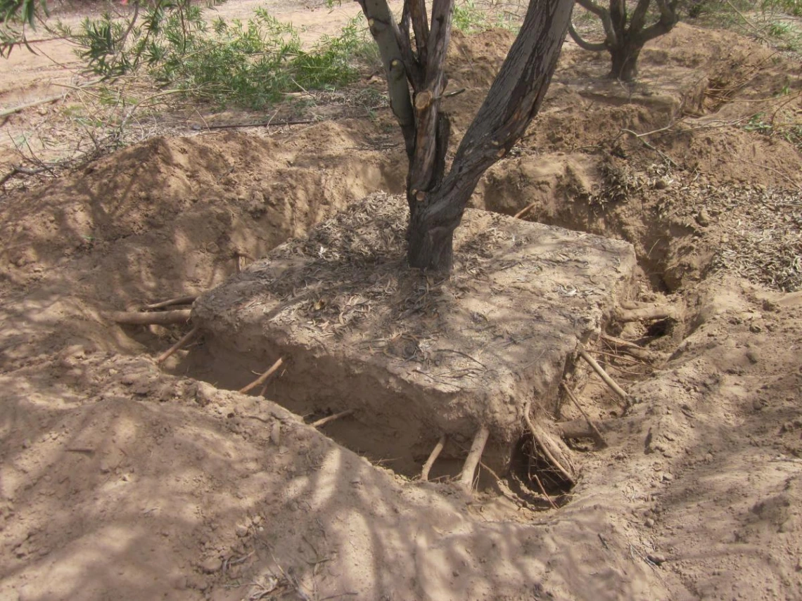 Vachellia pruinocarpa with axilary roots exposed prior to cutting/boxing. 