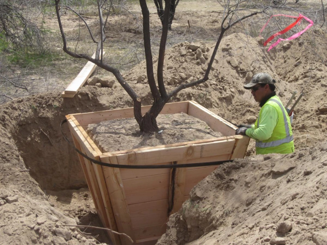 B. carronii in the salvage process after sides are cut and metal bands applied to the box sides. 