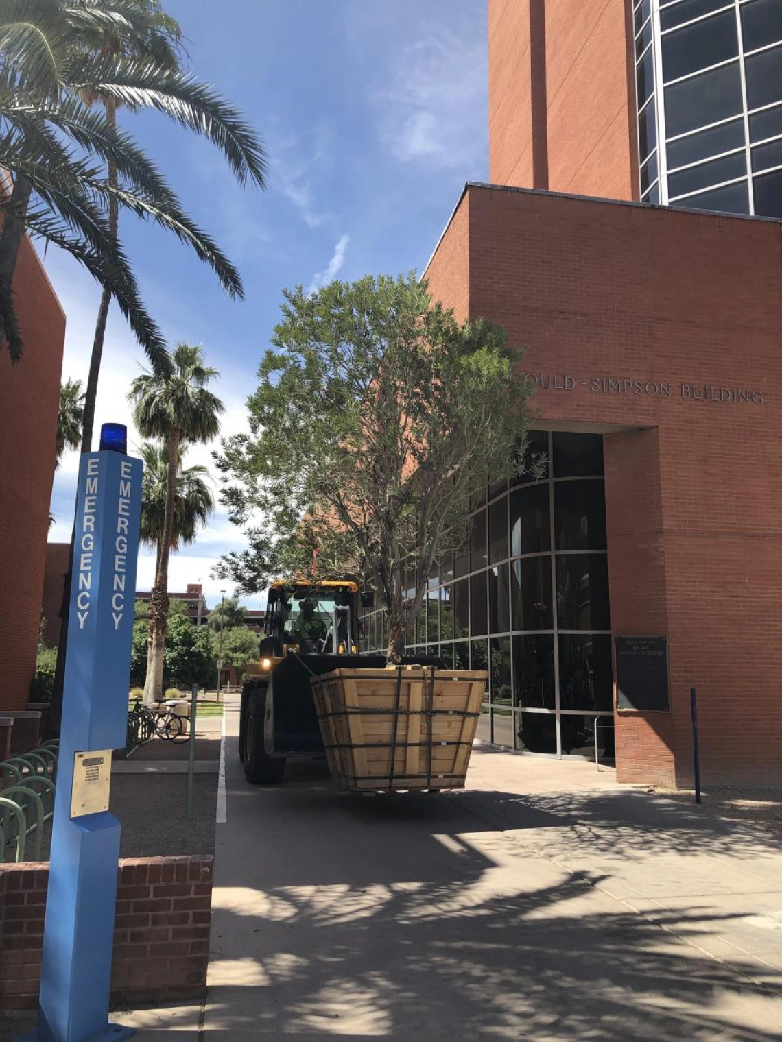 Access to the site for such large plants was challenging. Here, a boxed tree is negotiated through a pedestrian walk way to the installation site