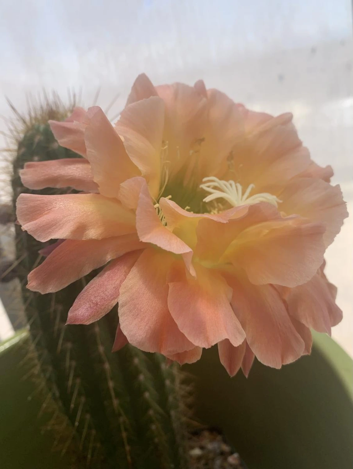 blooming cactus