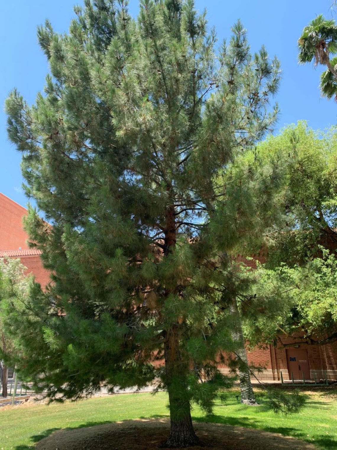A sponsored tree dedicated to John Price, who brought Peter's family to Arizona.