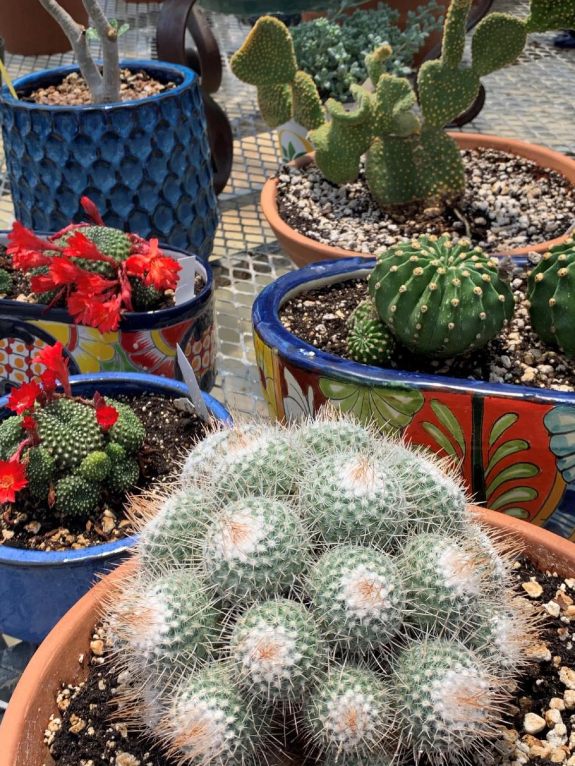 potted plants