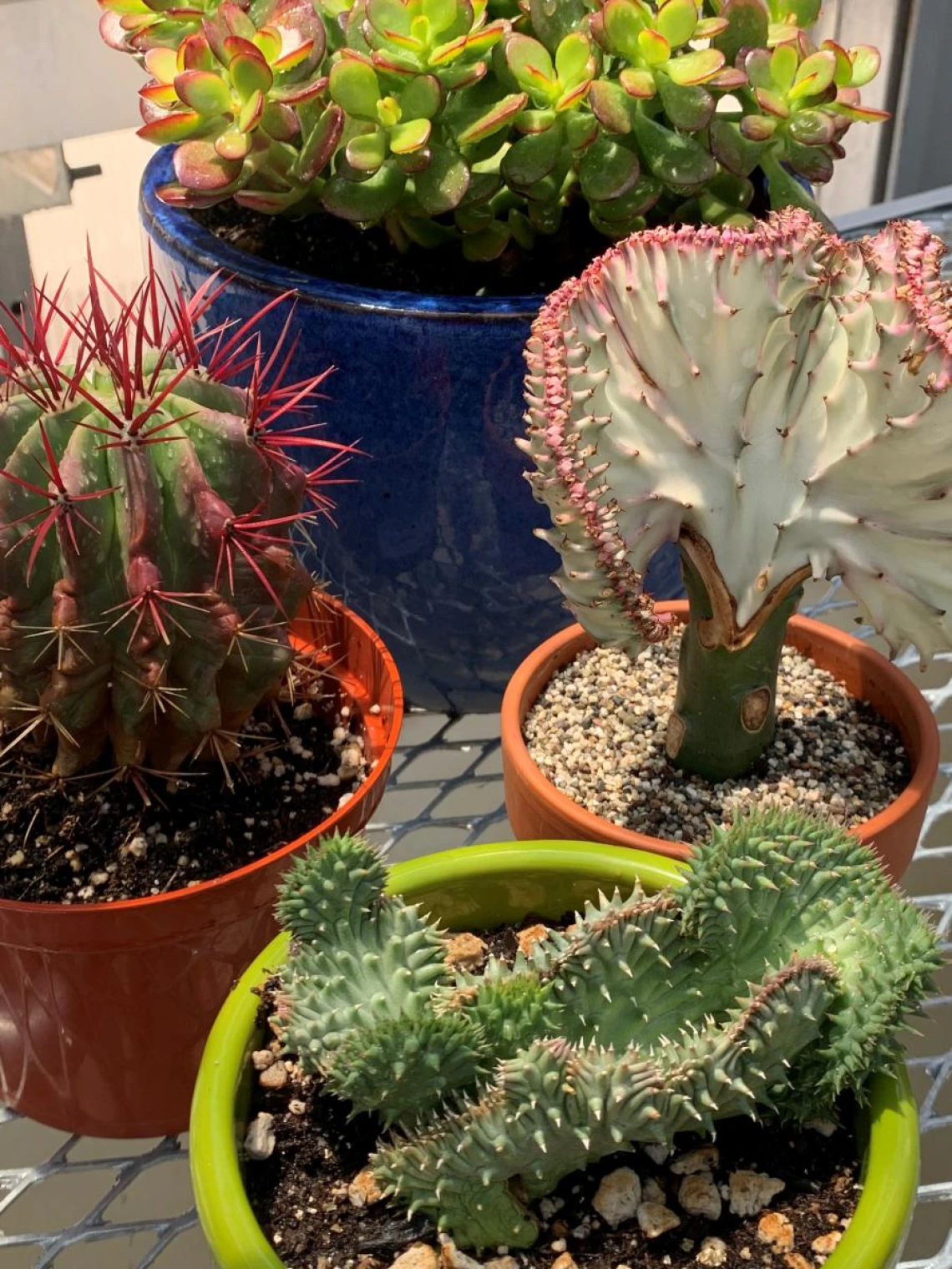 potted plants
