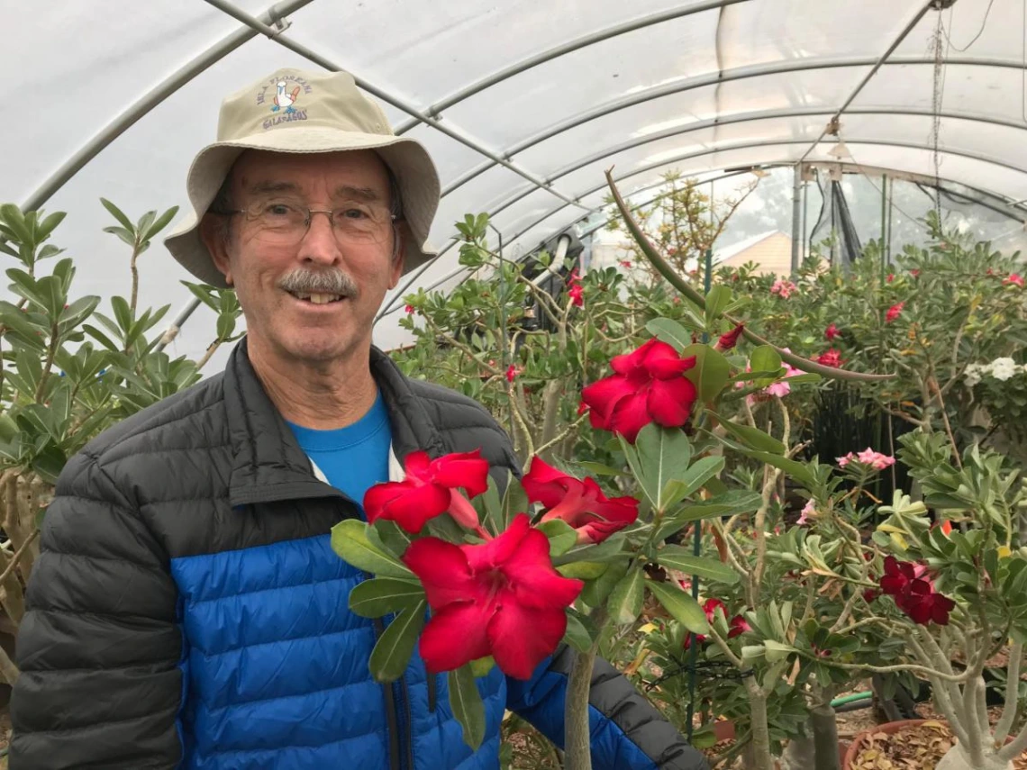 Mark with Adenium