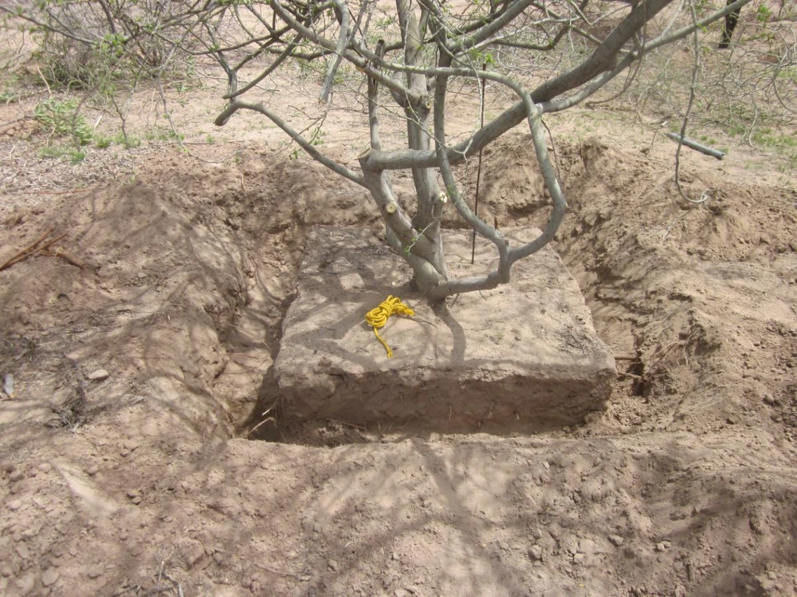S. mellifera prior to boxing, with the root ball delineated to show where side boxing will later occur. 