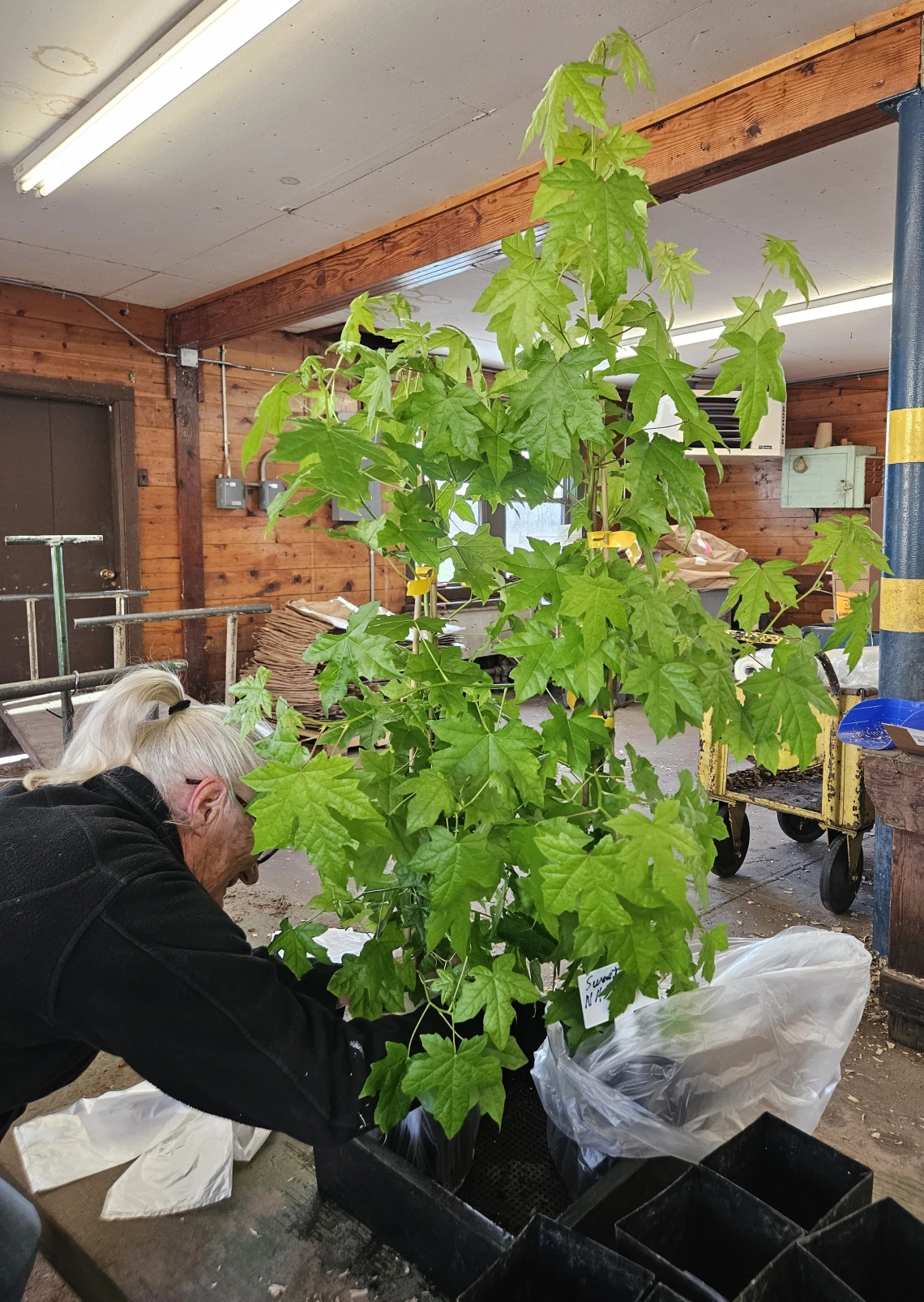 NASA Moon Tree Prep