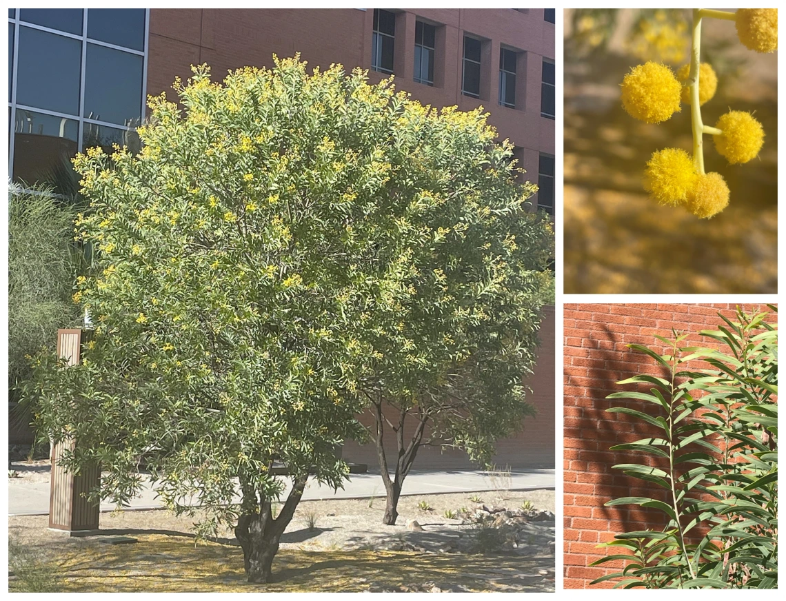 acacia pruinocarpa