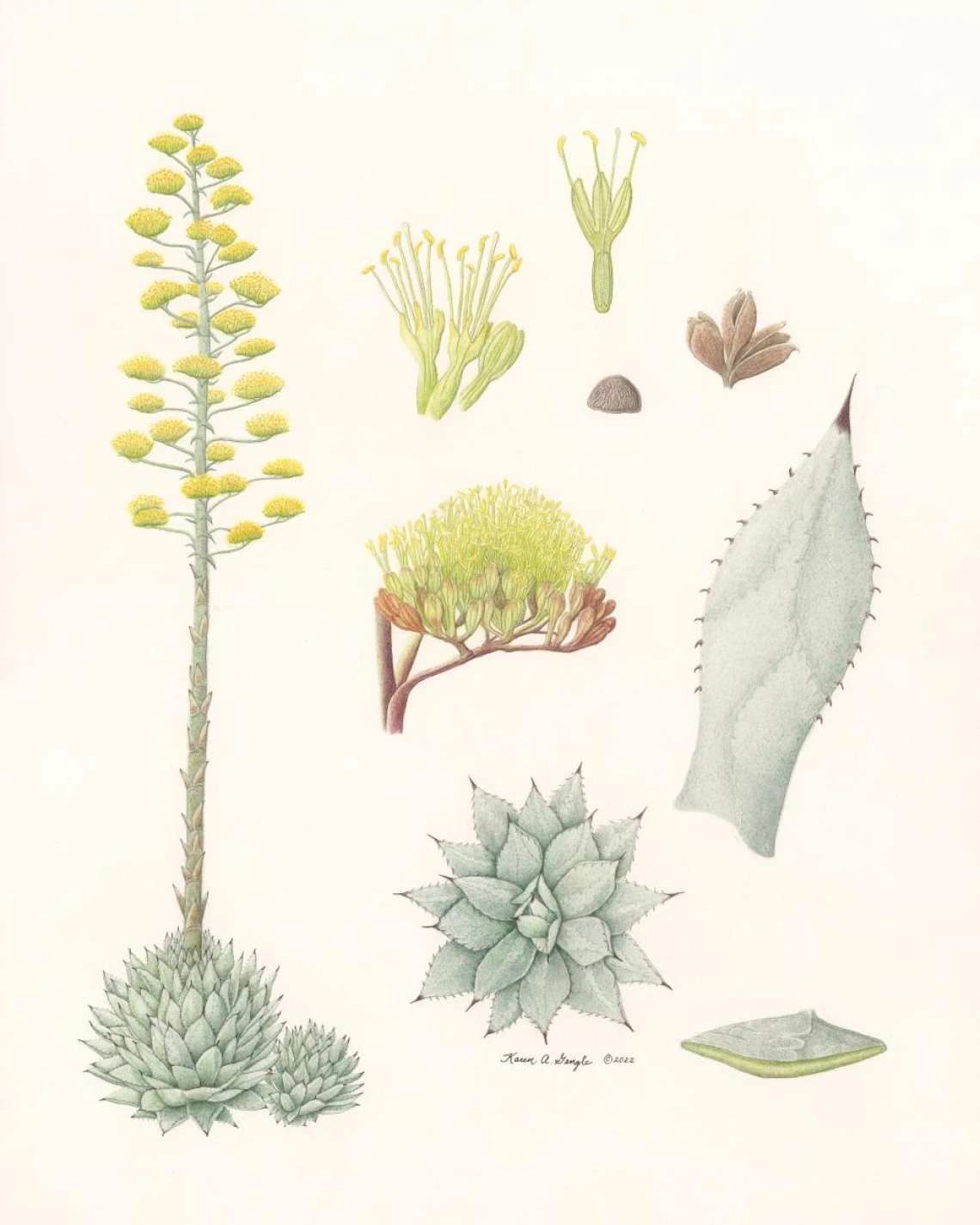parrys agave