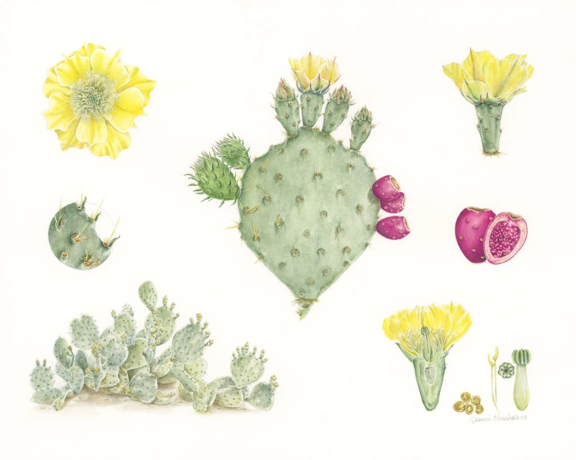 engelman prickly pear