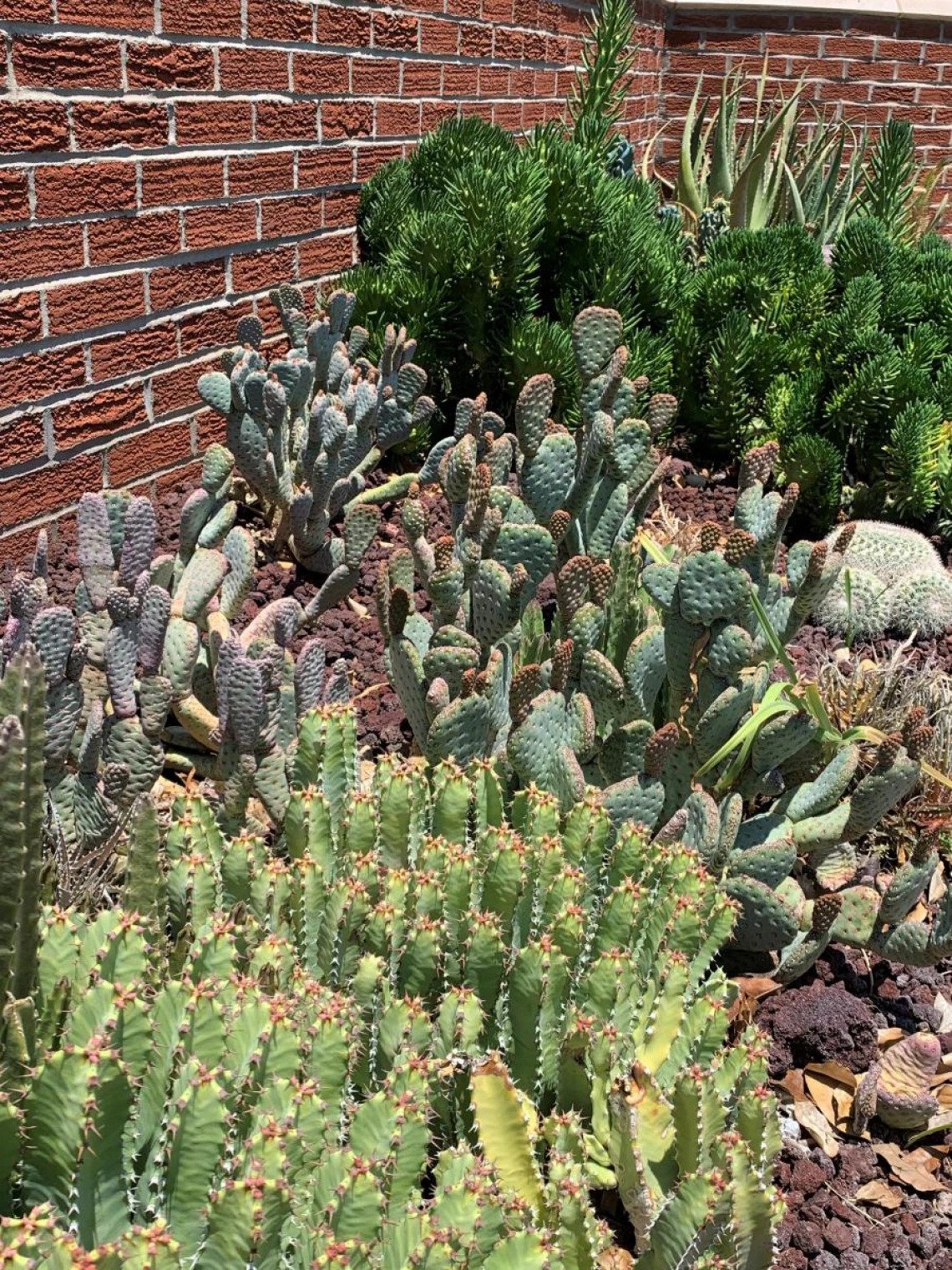 2021 Coral
