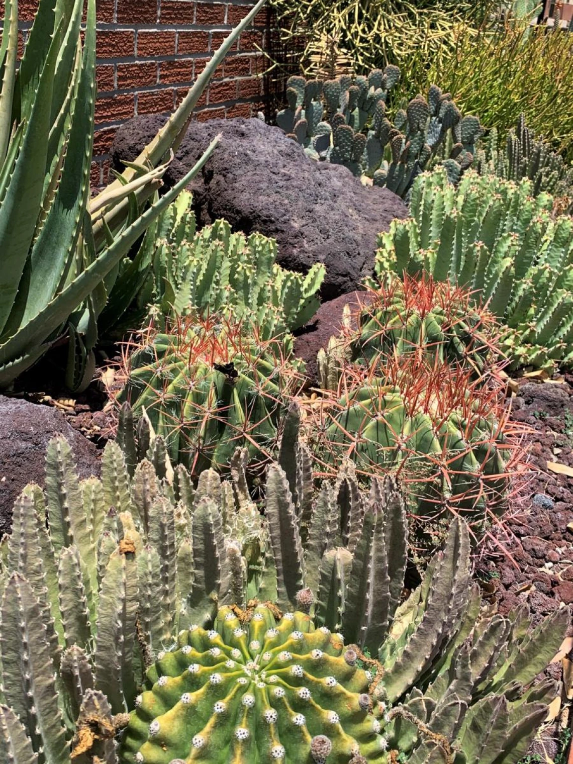 2021 Coral