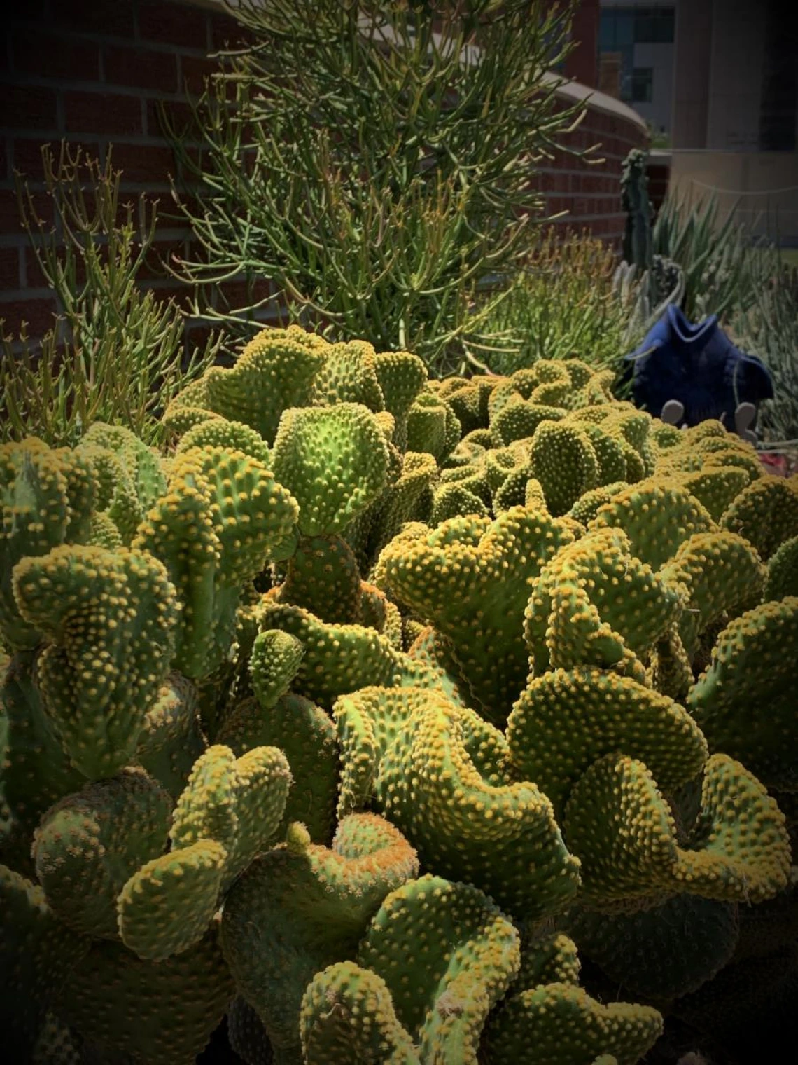 2021 Coral
