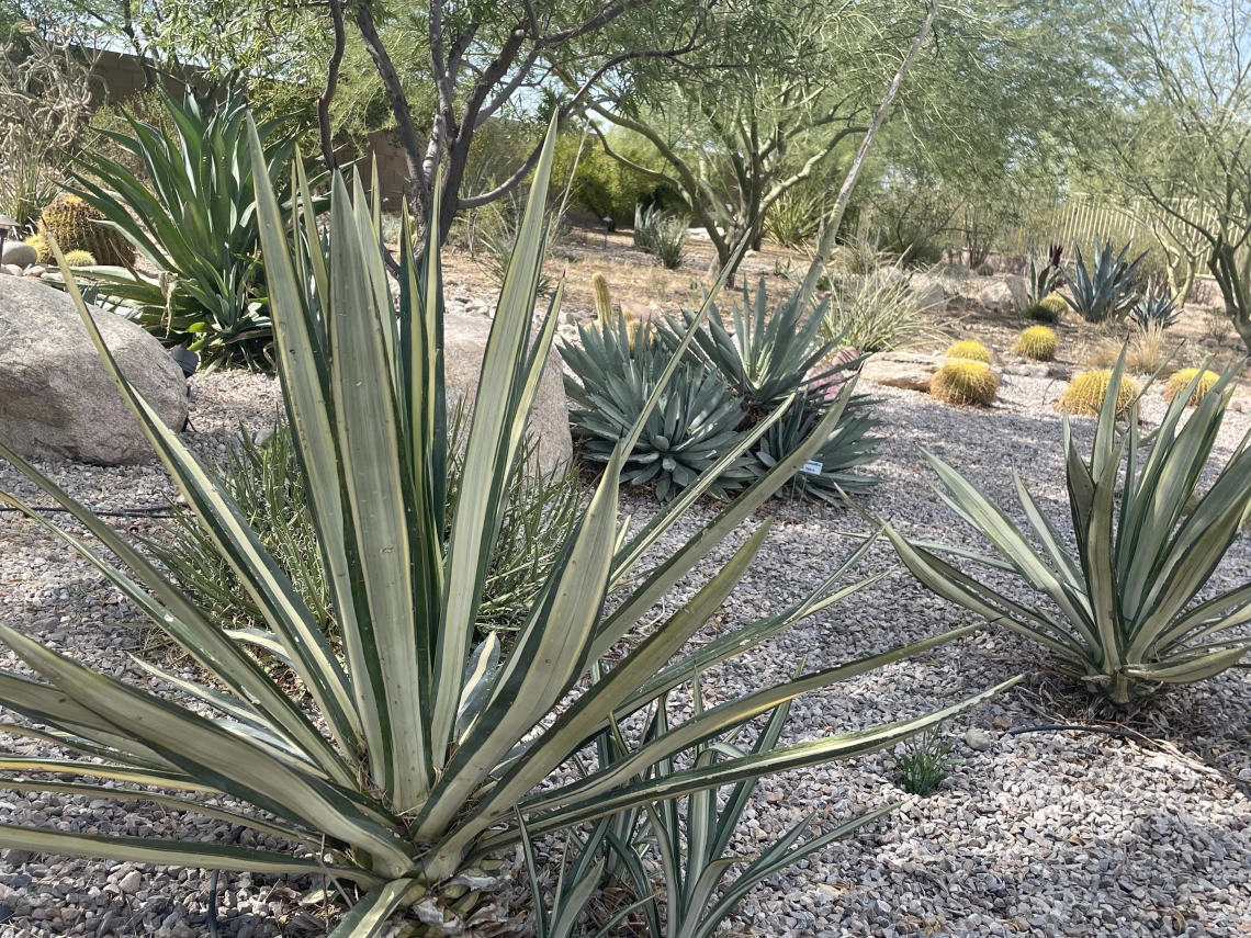 agave