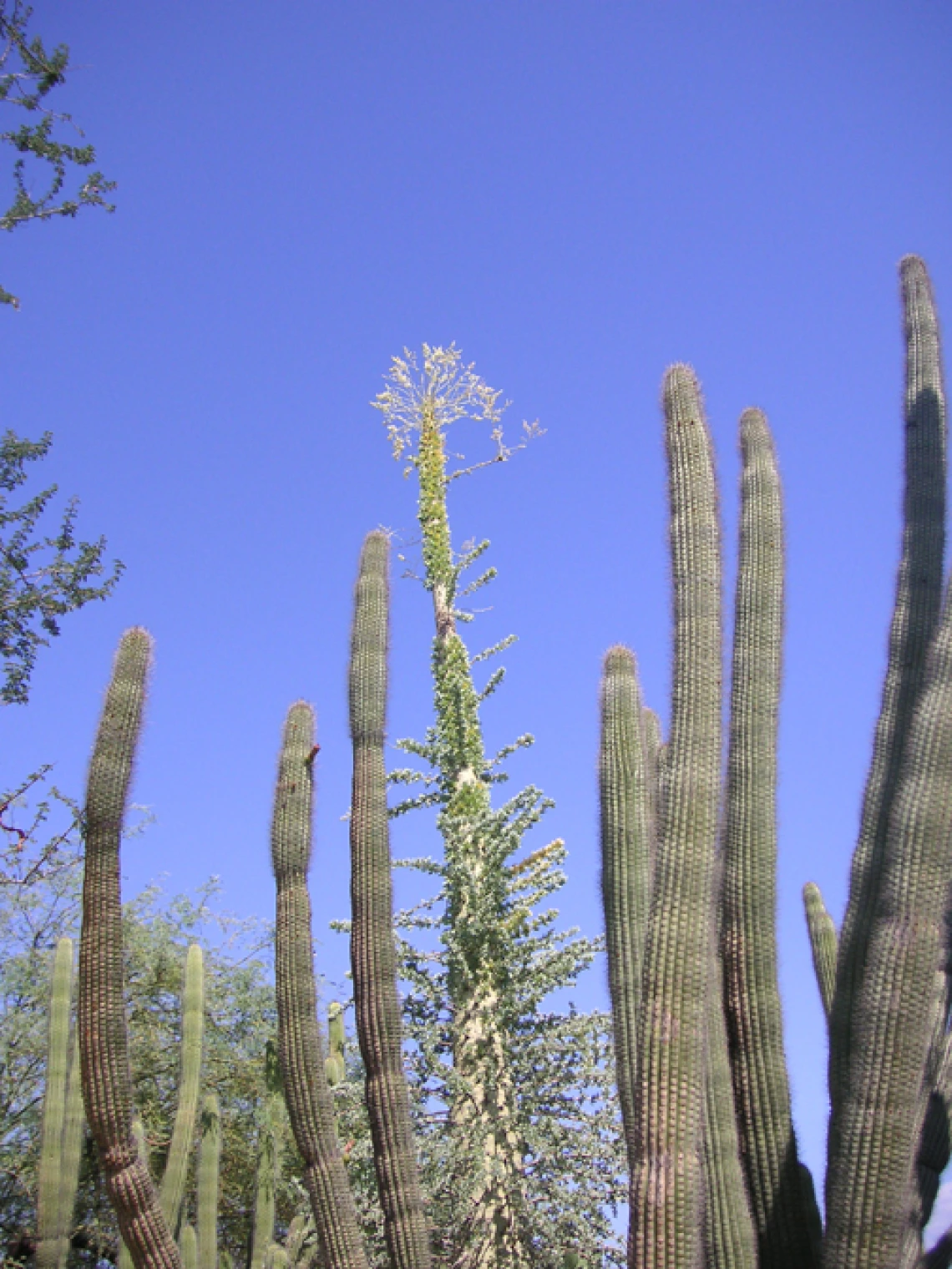 organ pipe