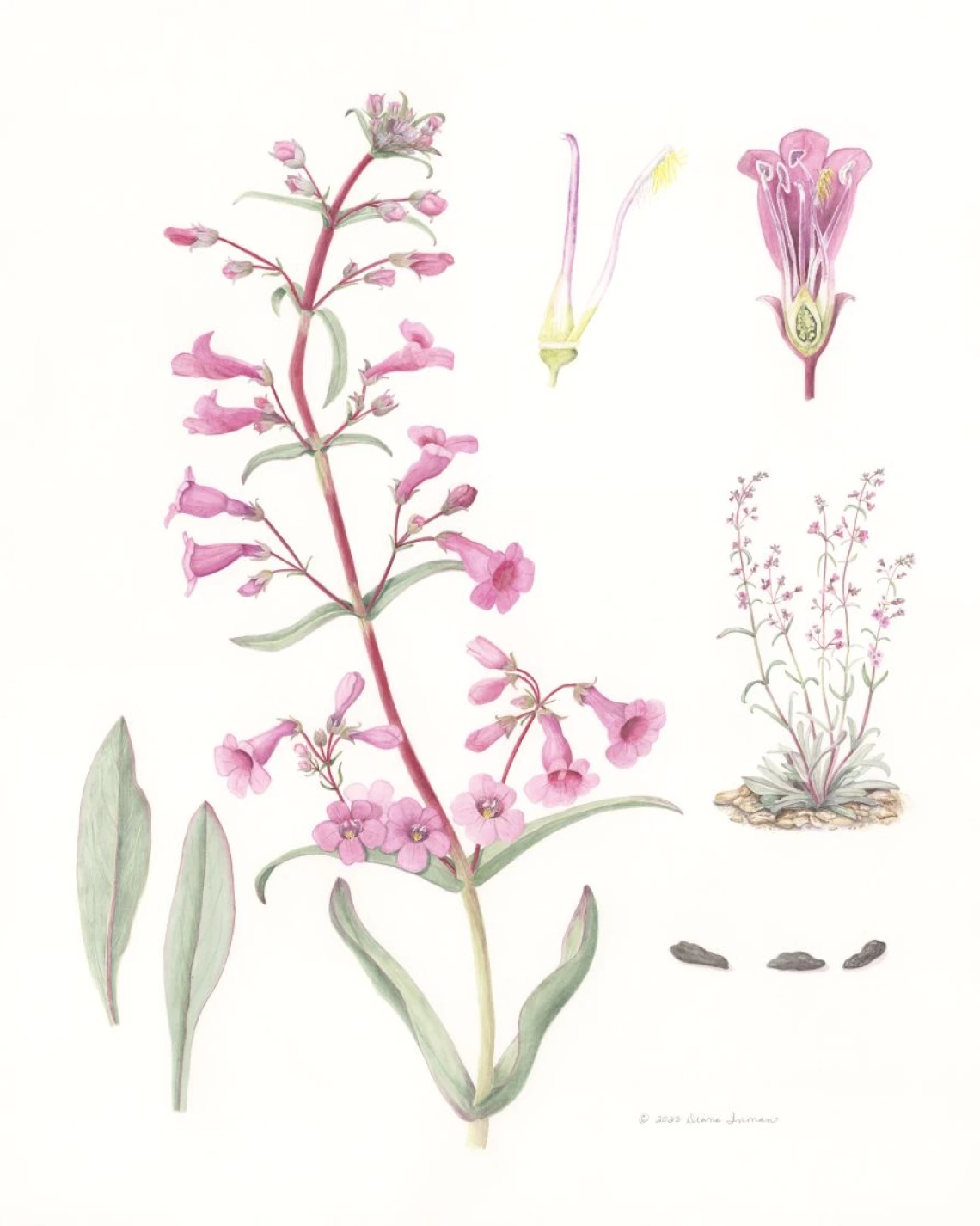 parrys penstemon