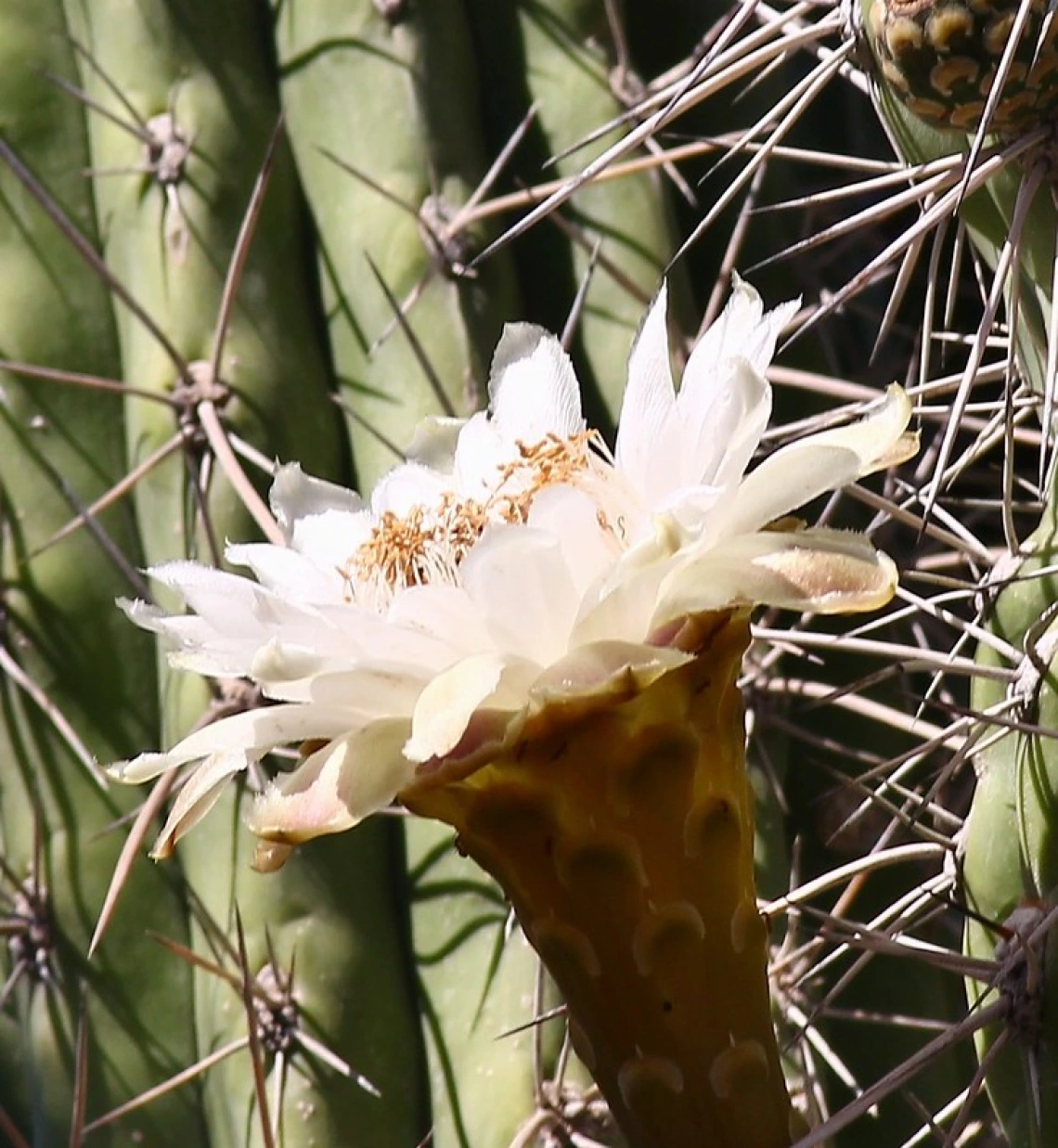 organ pipe