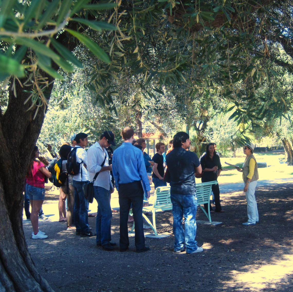 Guided Tour in Olive Walk