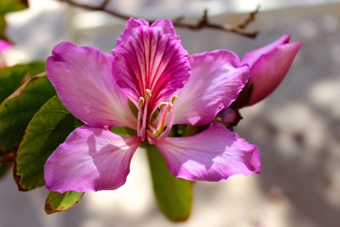 Bauhinia variegata purpurea