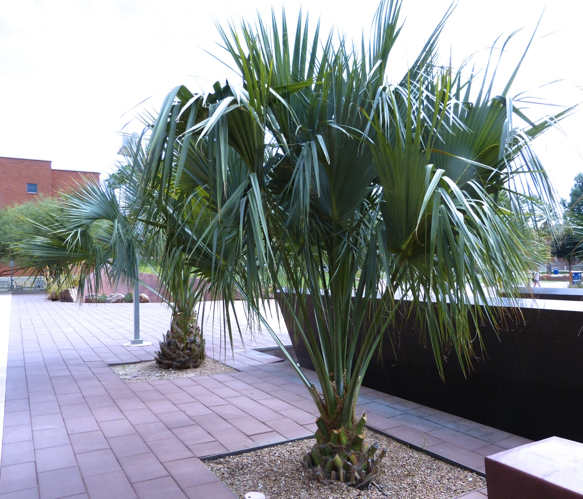 palm