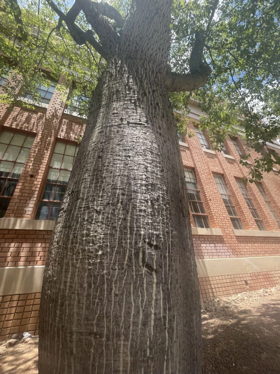 Ceiba insignis champion