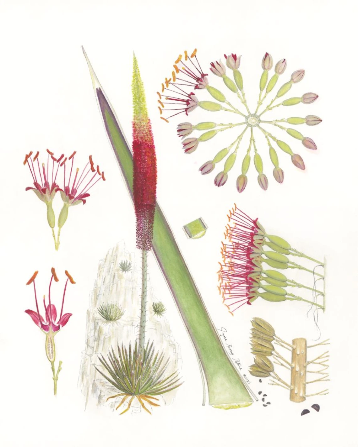 Agave pelona