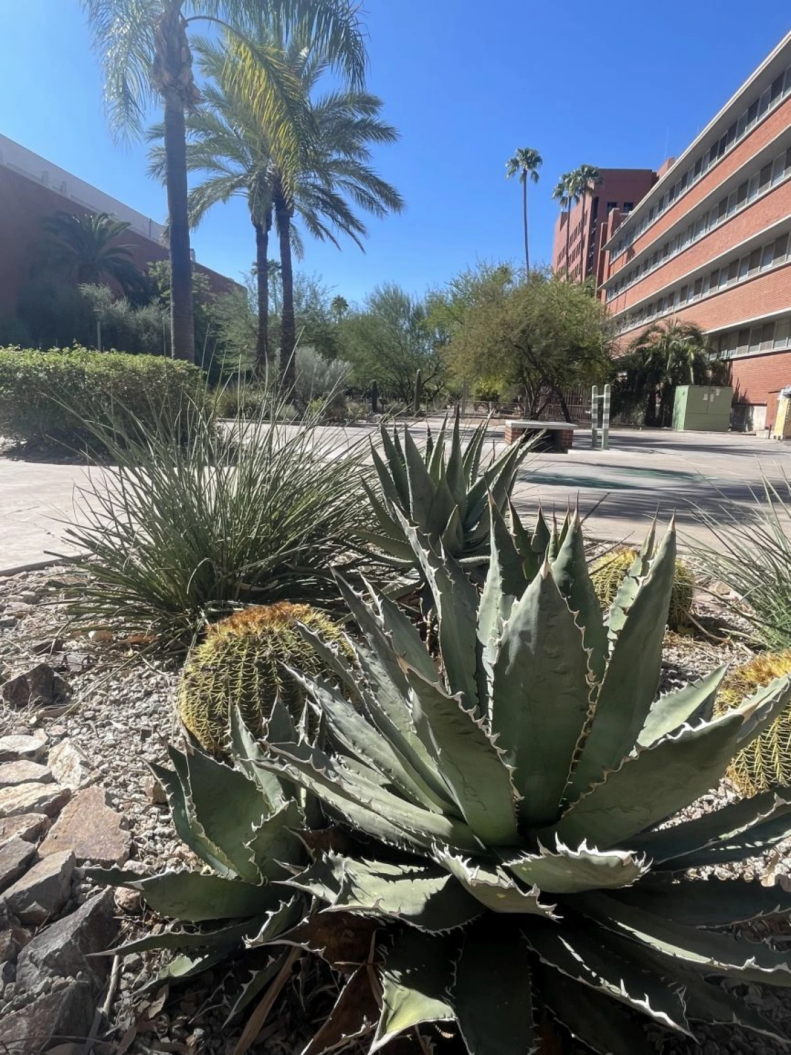 Agave oteroi
