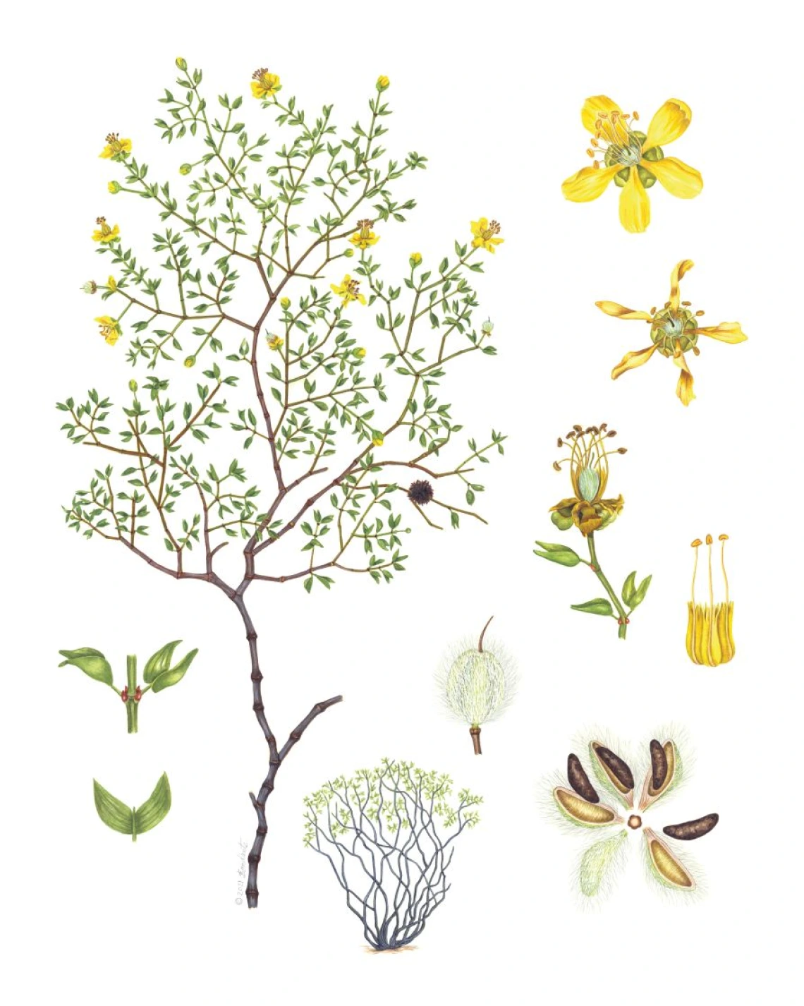 creosote