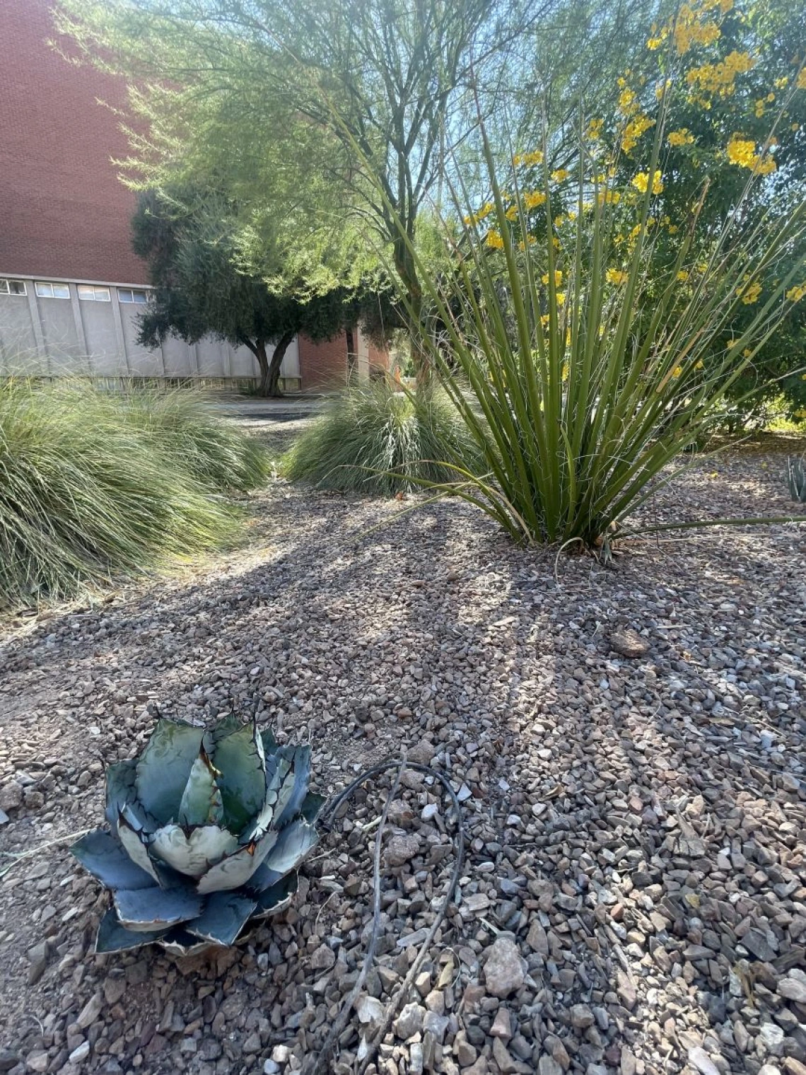 Agave 'Black and Blue'