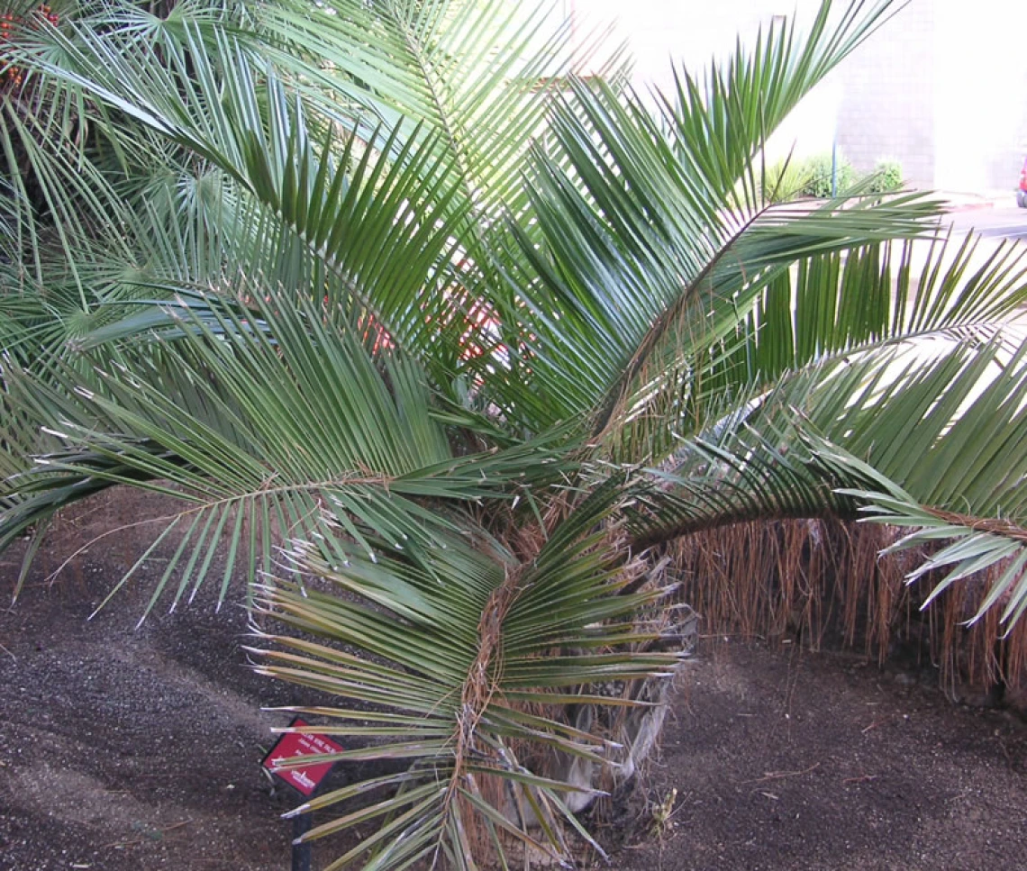 palm