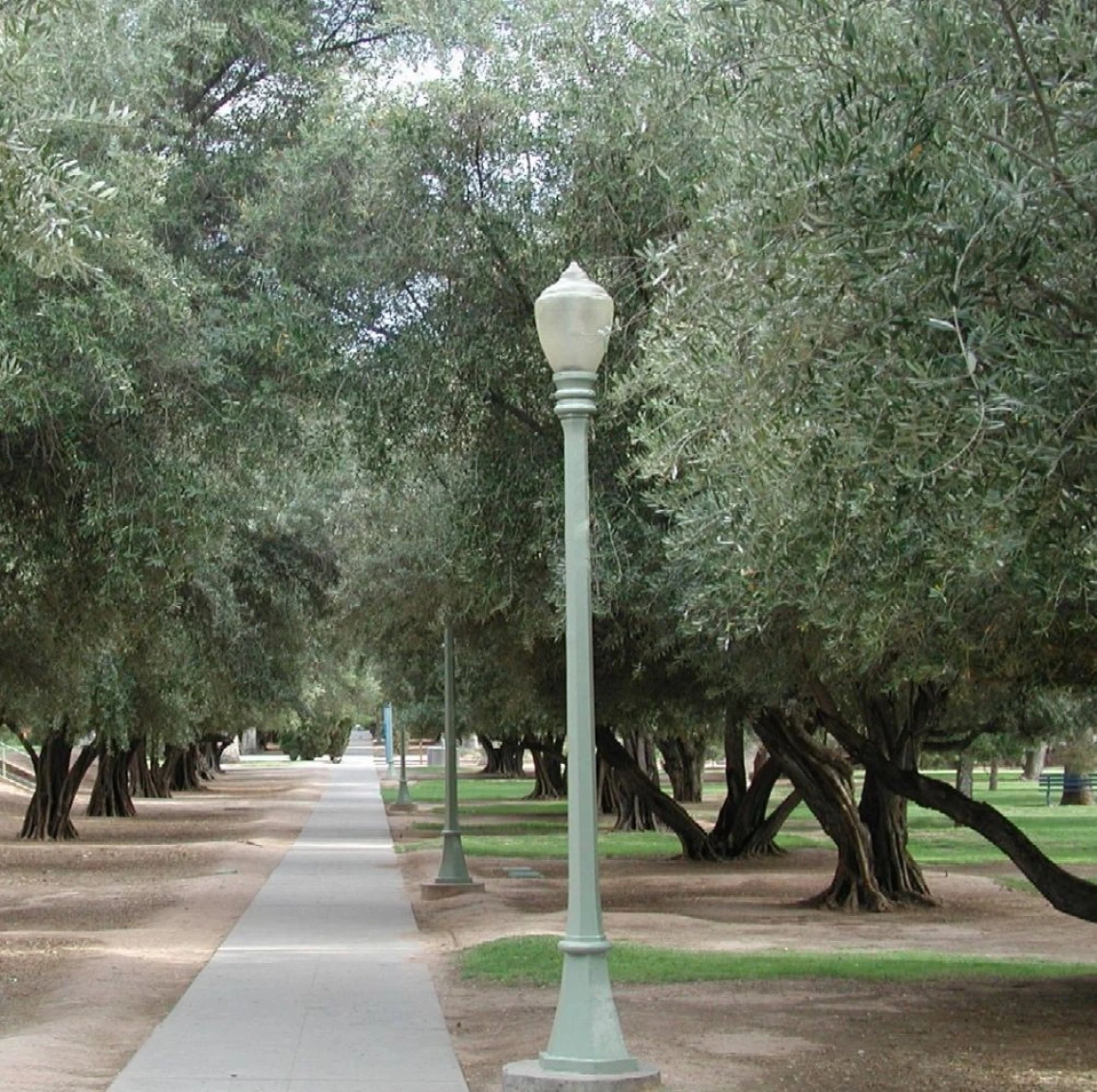 olive walk