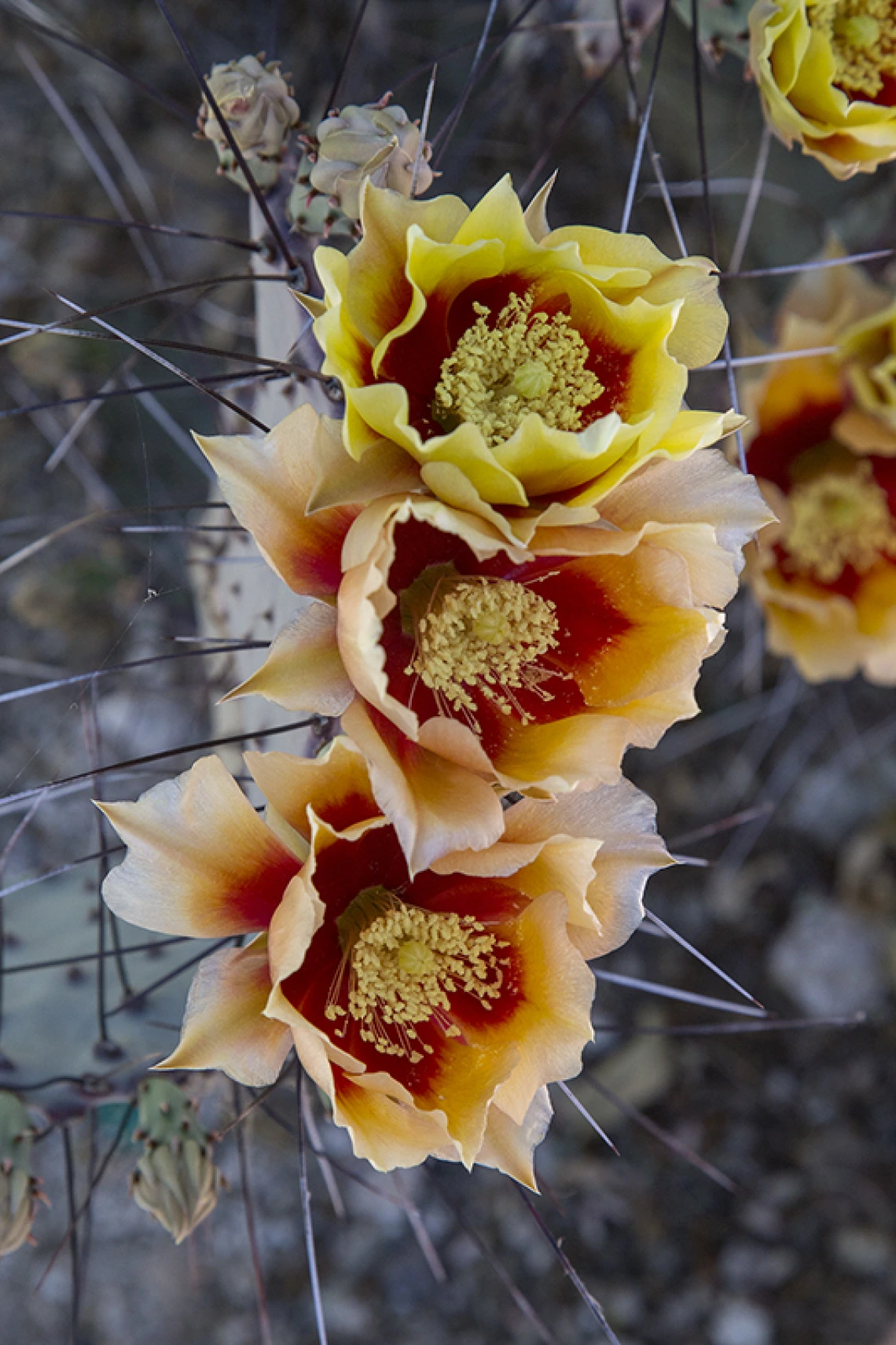 Opuntia macroacantha