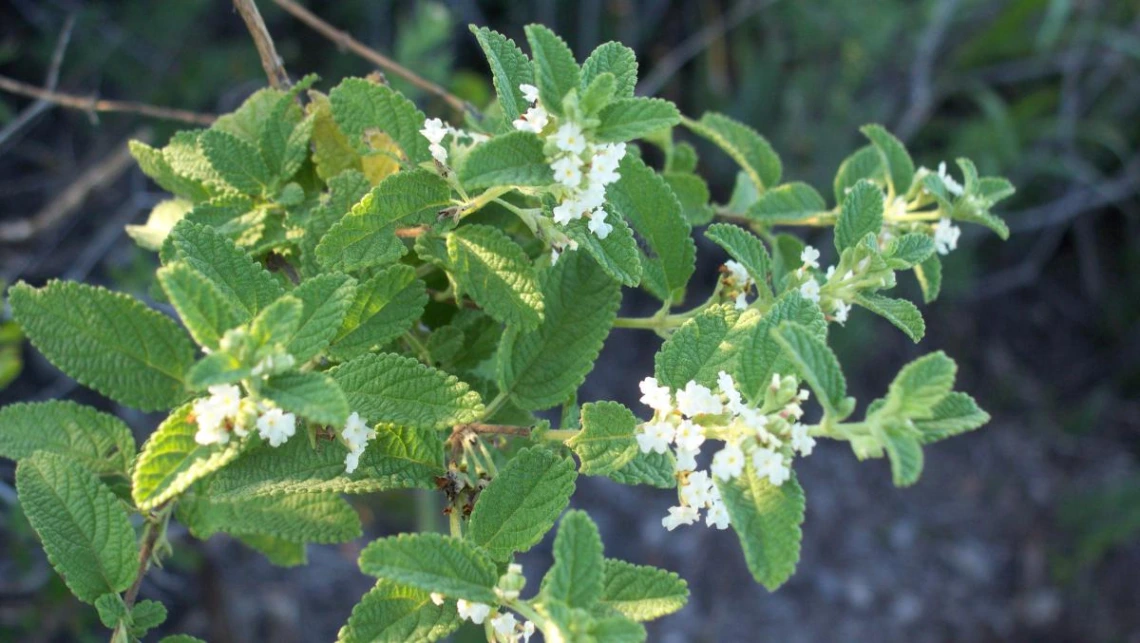 Aloysia