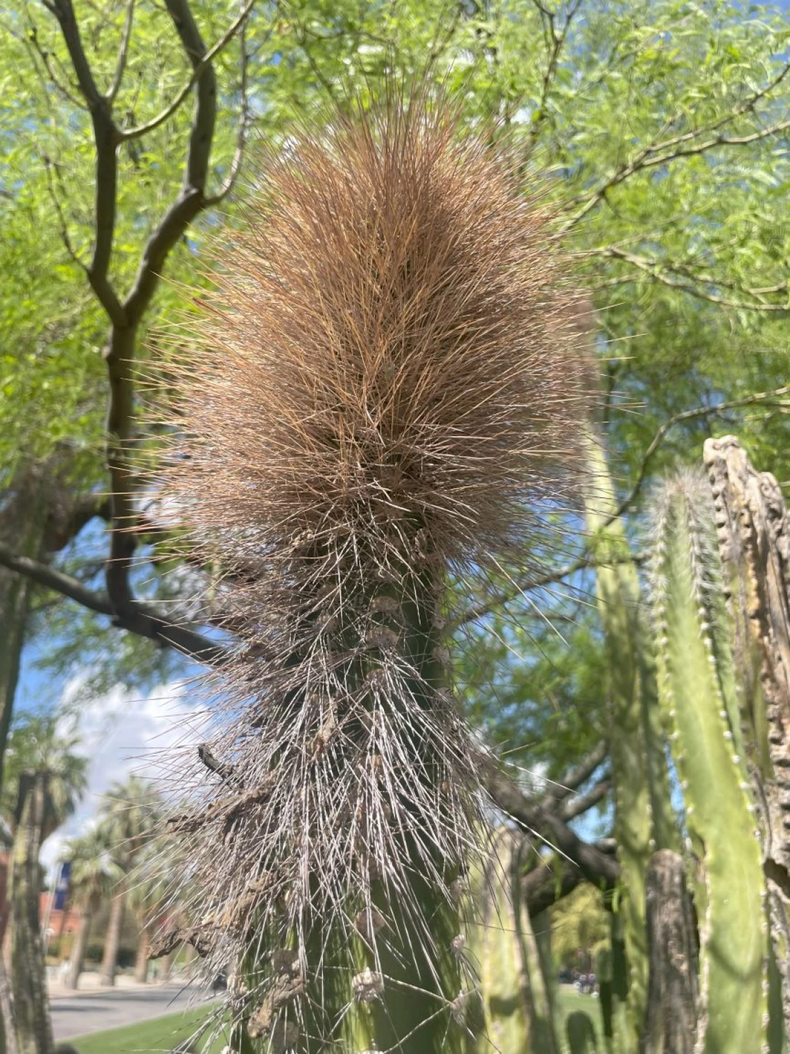 senita