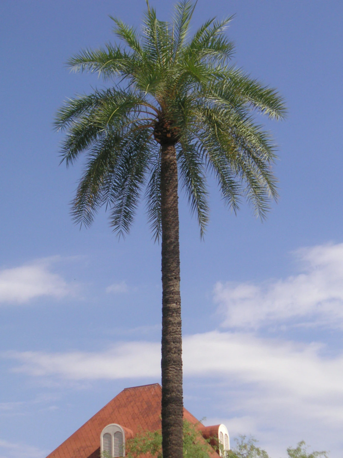 palm