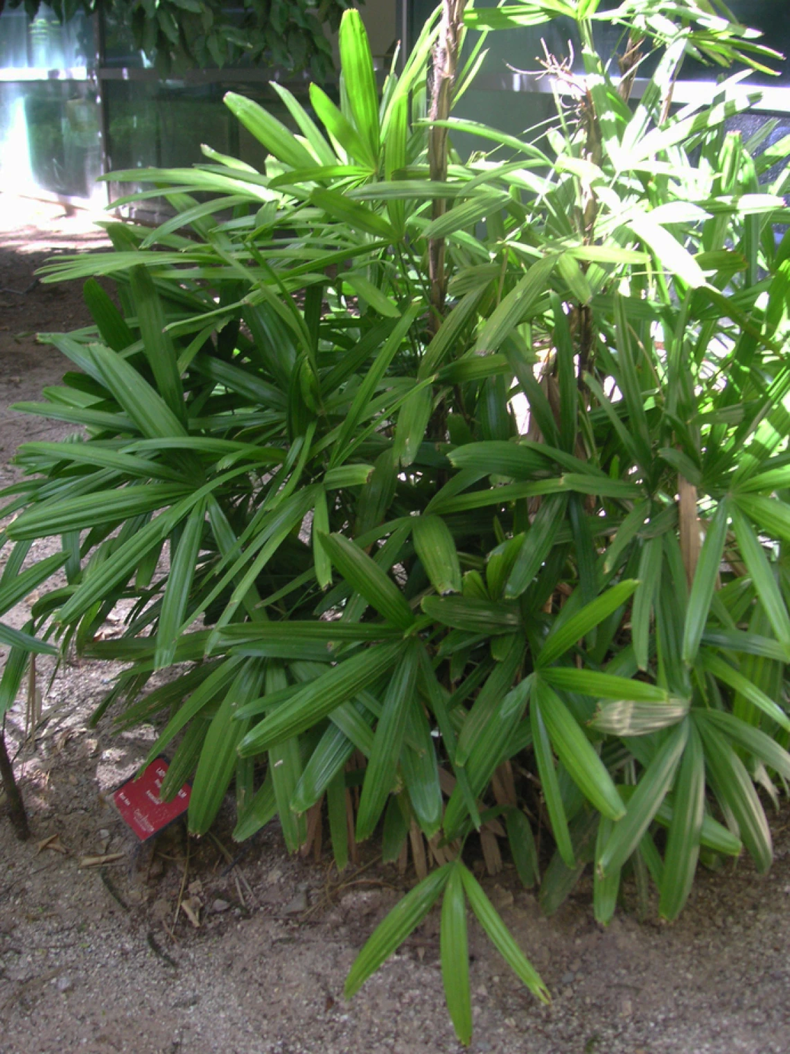 palm